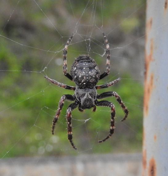 Nuctenea umbratica?  S ! - Gorgoglione (MT)