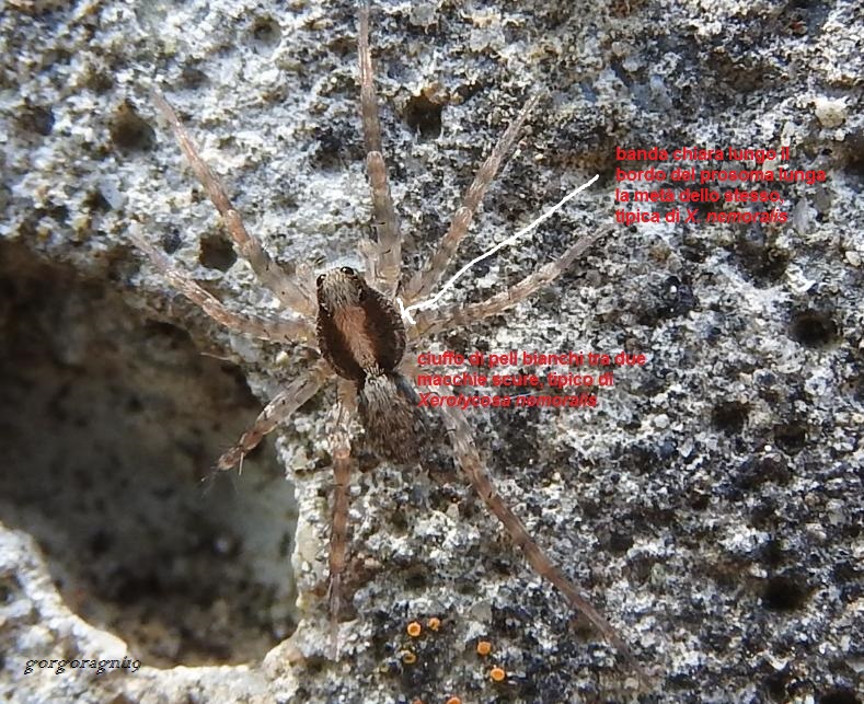 Xerolycosa ? No, Prdosa sp. - Gorgoglione (MT)