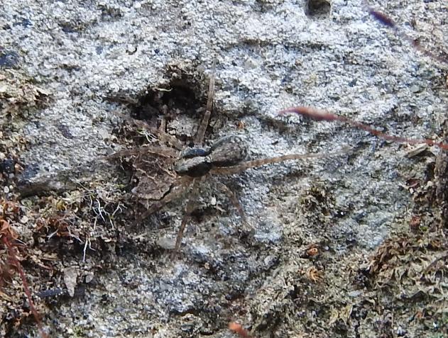 Xerolycosa ? No, Prdosa sp. - Gorgoglione (MT)