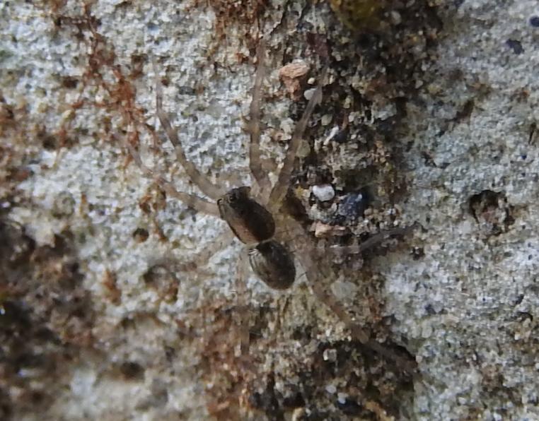 Xerolycosa ? No, Prdosa sp. - Gorgoglione (MT)