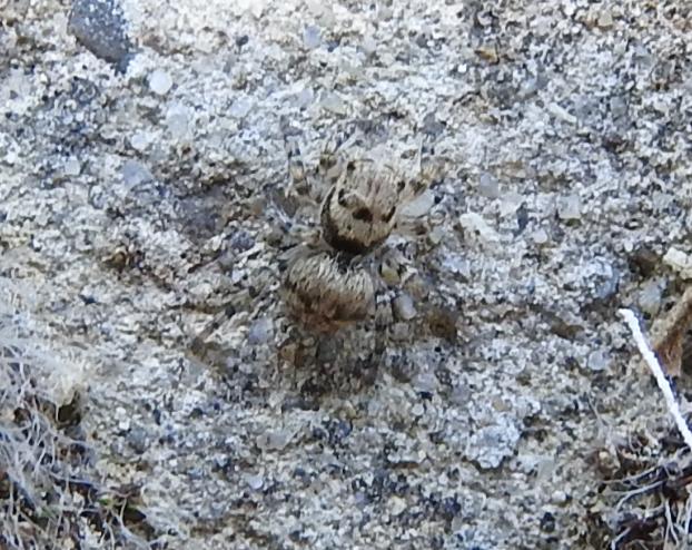 Aelurillus sp. - Gorgoglione (MT)