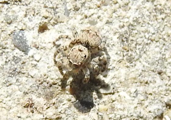 Aelurillus sp. - Gorgoglione (MT)