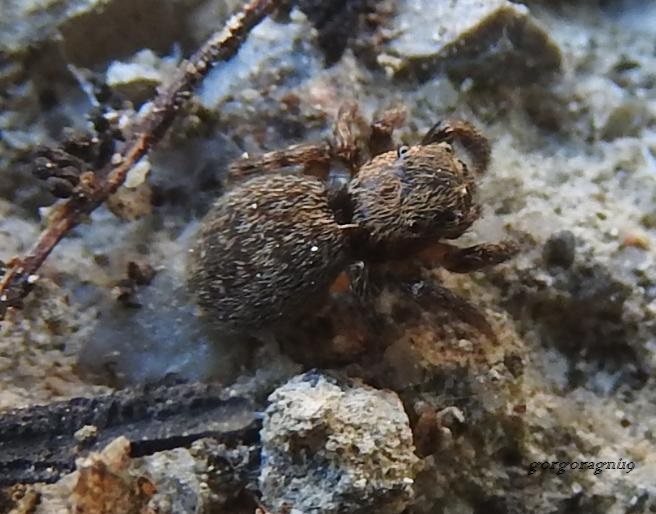 Salticidae: cfr. Euophrys rufibarbis - Gorgoglione (MT)