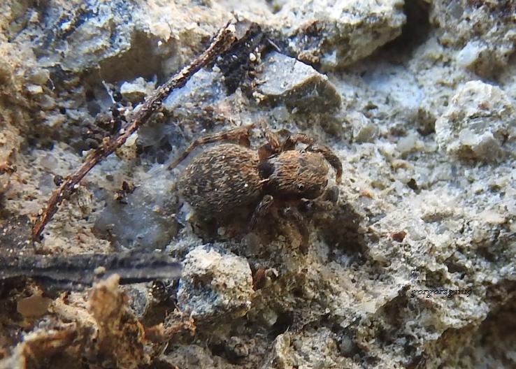 Salticidae: cfr. Euophrys rufibarbis - Gorgoglione (MT)