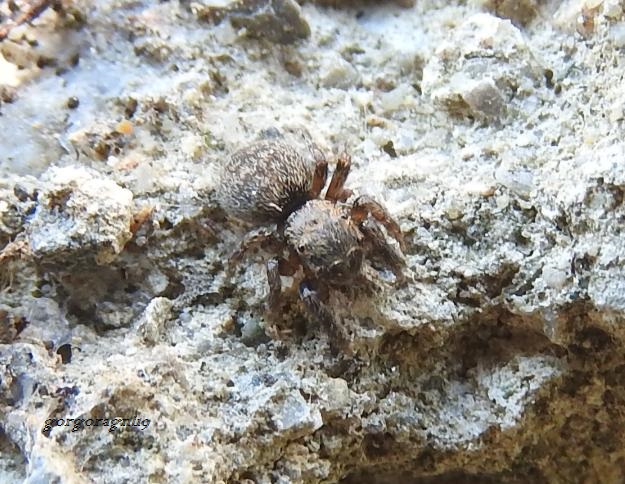 Salticidae: cfr. Euophrys rufibarbis - Gorgoglione (MT)