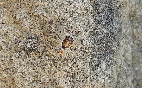 gionani Menemerus semilimbatus?  S ! - Gorgoglione (MT)