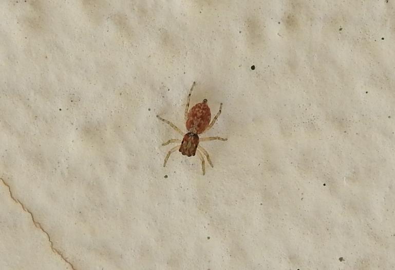 gionani Menemerus semilimbatus?  S ! - Gorgoglione (MT)