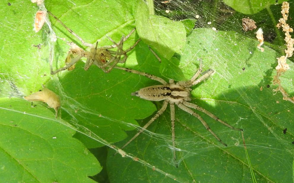 Agelena labyrinthica? S, femmine - Gorgoglione (MT)