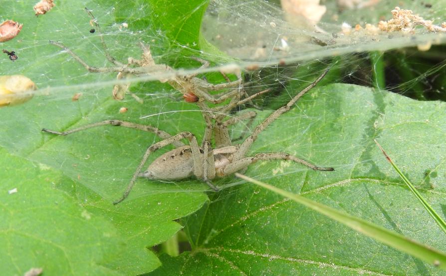 Agelena labyrinthica? S, femmine - Gorgoglione (MT)