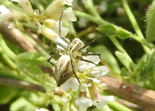 Oxyopes lineatus - Val d''Agri (PZ)