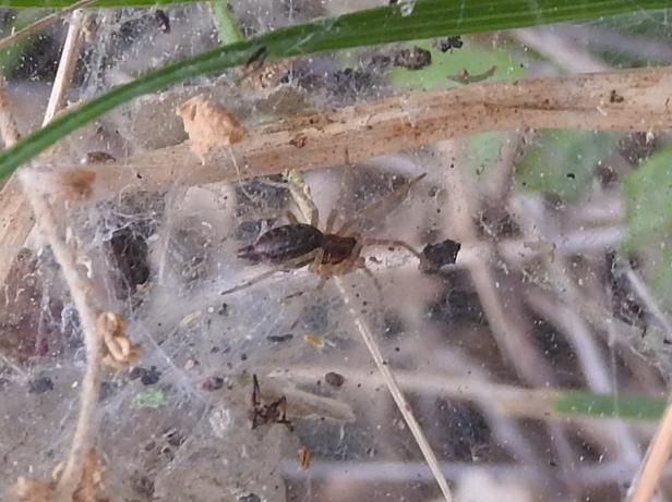 Agelena labyrinthica? S, femmine - Gorgoglione (MT)