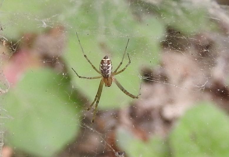 Linyphia cfr. triangularis - Gorgoglione (MT)