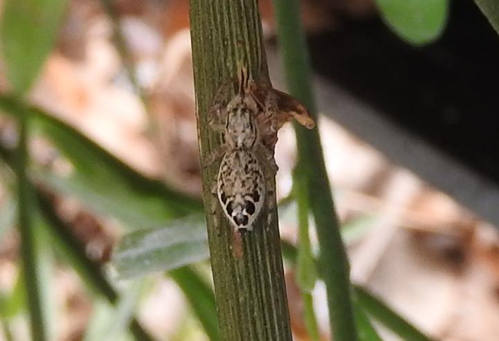 Pseudicius?  Pseudicius sp, femmina - Gorgoglione (MT)