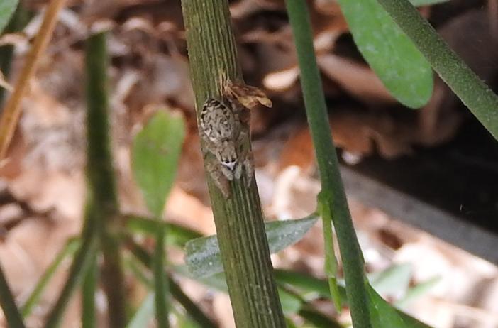 Pseudicius?  Pseudicius sp, femmina - Gorgoglione (MT)