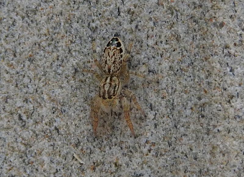 Pseudicius?  Pseudicius sp, femmina - Gorgoglione (MT)