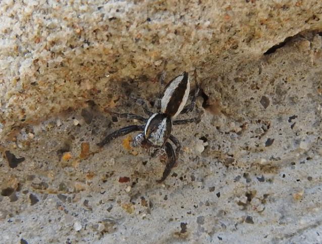 Pseudicius?  Pseudicius sp, femmina - Gorgoglione (MT)