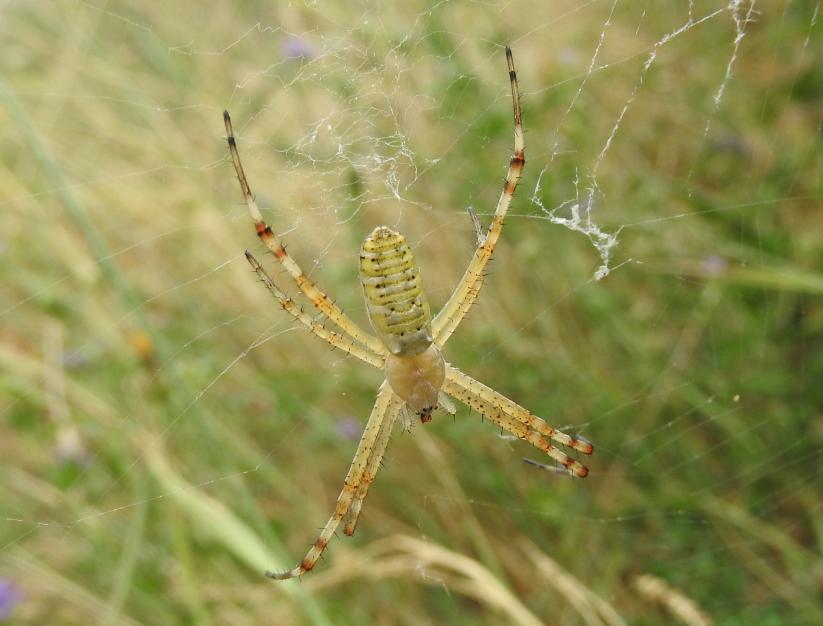 Argiope bruennichi, giovani  - Gorgoglione (MT)