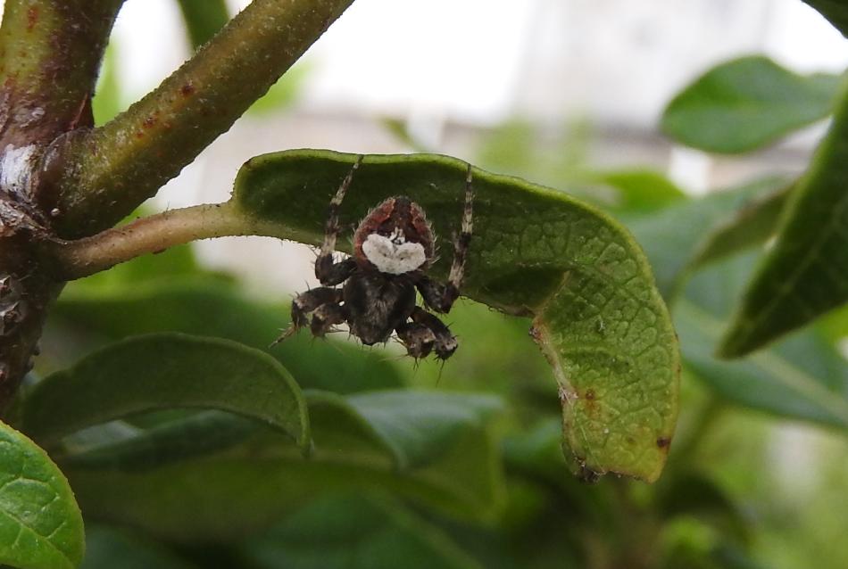 Araneus triguttatus? No, Neoscona subfusca - Gorgoglione (MT)
