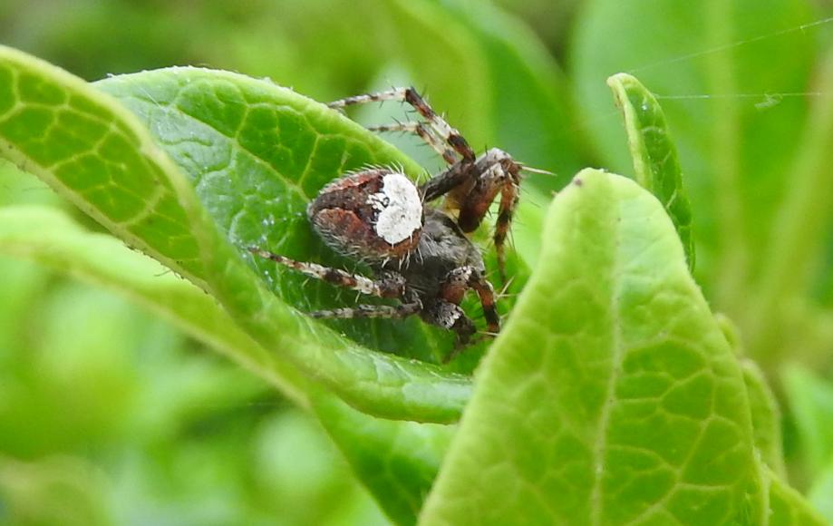 Araneus triguttatus? No, Neoscona subfusca - Gorgoglione (MT)