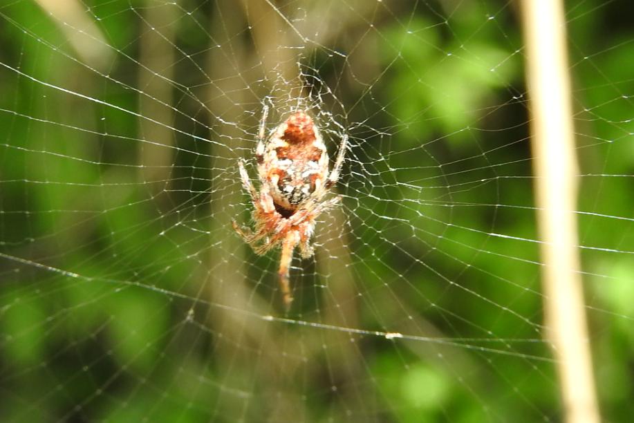 Cyclosa cfr. conica - Gorgoglione (MT)