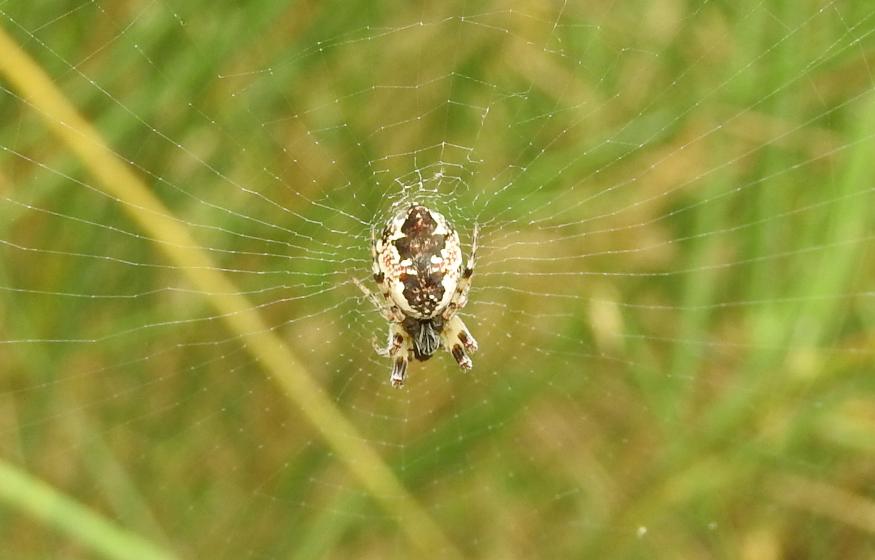 Cyclosa cfr. conica -  Gorgoglione (MT)