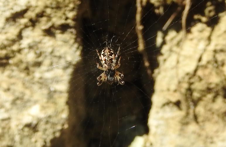 Cyclosa cfr. conica -  Gorgoglione (MT)