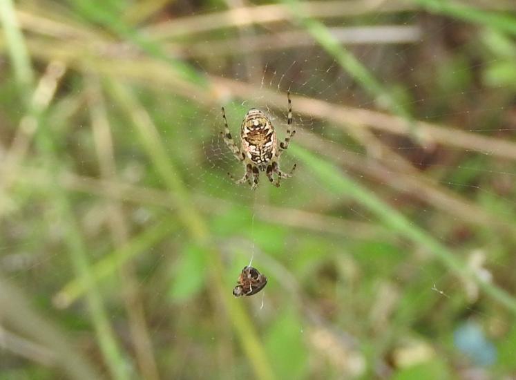 Cyclosa cfr. conica -  Gorgoglione (MT)