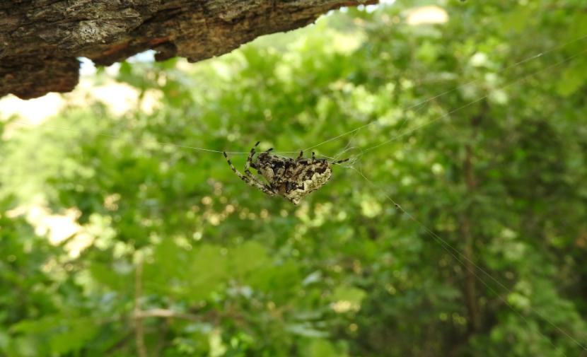 Araneidae monstre: Araneus circe - Gorgoglione (MT)