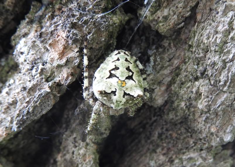 Araneidae monstre: Araneus circe - Gorgoglione (MT)