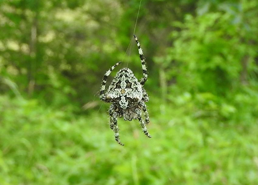 Araneidae monstre: Araneus circe - Gorgoglione (MT)