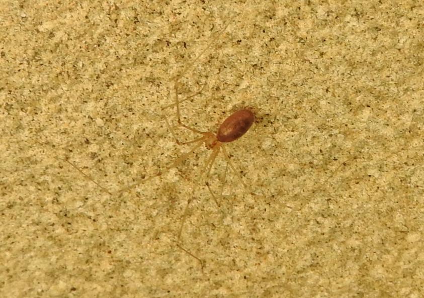 Pholcus phalangioides - Gorgoglione (MT)