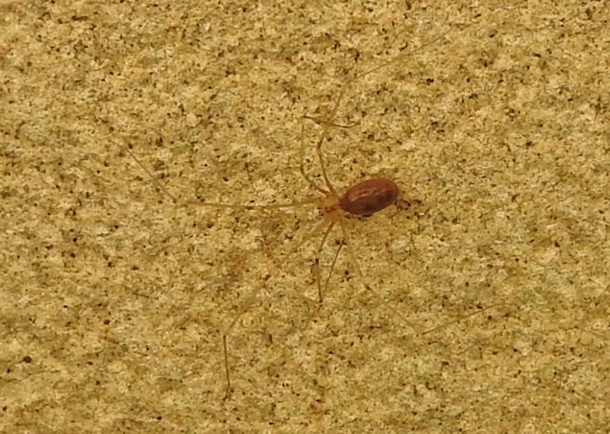 Pholcus phalangioides - Gorgoglione (MT)