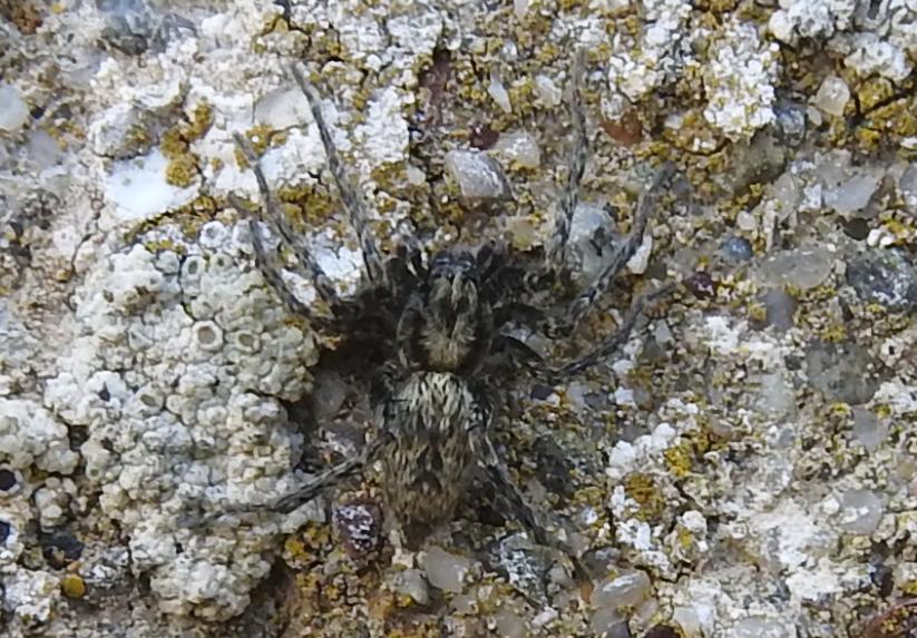 Anyphaena sp. - Gorgoglione (MT)