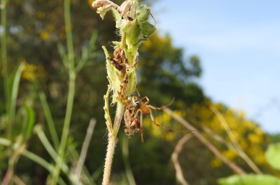 Phylloneta sp. , maschio - Gorgoglione (MT)
