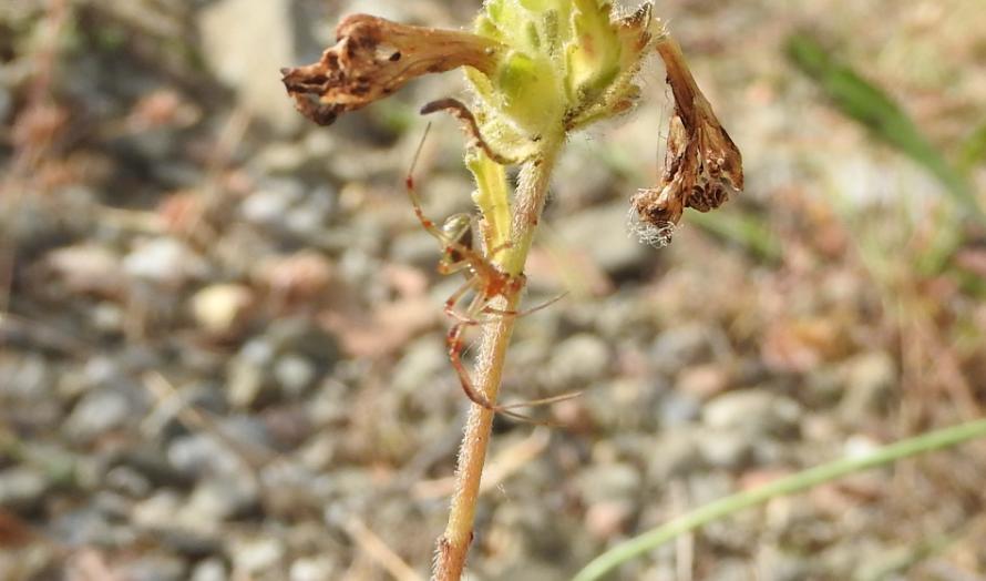 Phylloneta sp. , maschio - Gorgoglione (MT)