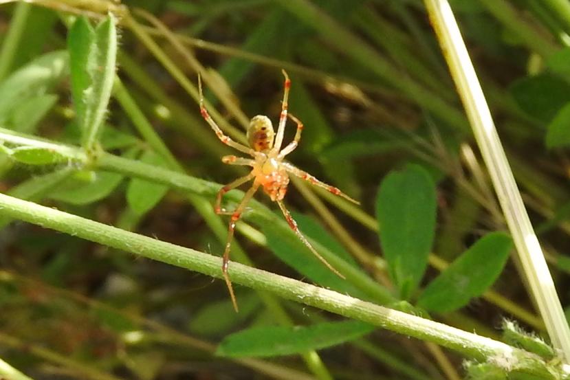Phylloneta sp. , maschio - Gorgoglione (MT)