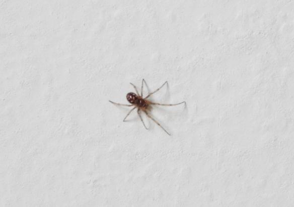 Steatoda triangulosa (cfr.) - Gorgoglione (MT)
