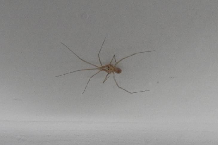 Pholcus phalangioides - Gorgoglione (MT)