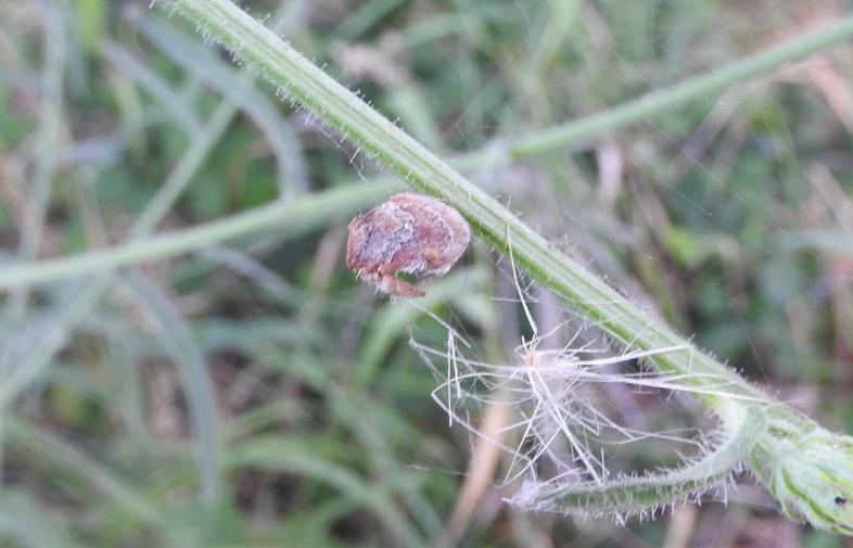 Araneus?