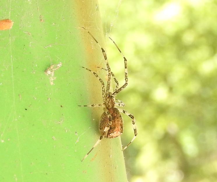 Episinus maculipes - Gorgoglione (MT)