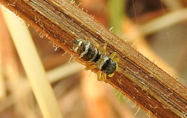 Heliophanus sp. - Gorgoglione (MT)