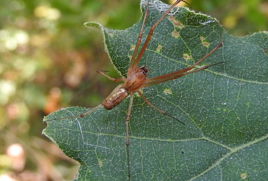 Linyphia triangularis - Gorgoglione (MT)