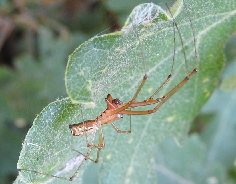 Linyphia triangularis - Gorgoglione (MT)