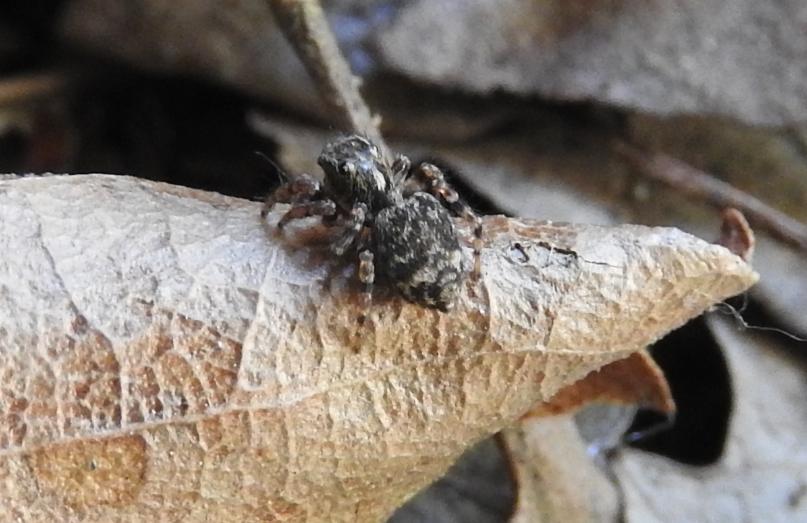 ID altro Salticidae