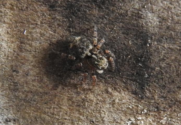 ID altro Salticidae