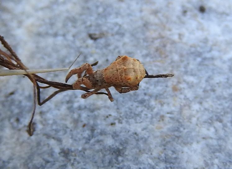 Hyptiotes flavidus femmina?