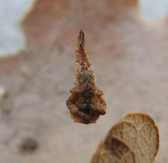 Hyptiotes flavidus femmina?