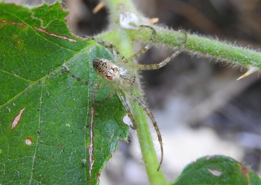 Metellina sp. - Gorgoglione (MT)