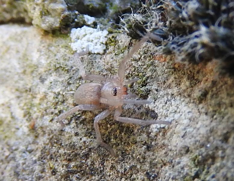 Drassodes sp. e Mesiotelus tenuissimus - Gorgoglione (MT)