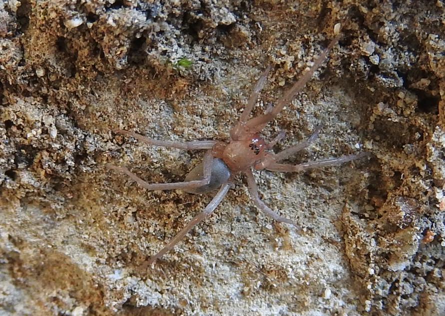 Drassodes sp. e Mesiotelus tenuissimus - Gorgoglione (MT)